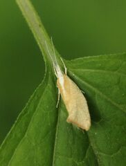 Ypsolopha lucella