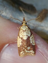Cenopis ferreana