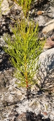 Serruria florida