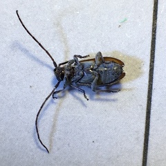 Exocentrus punctipennis