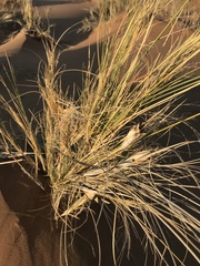 Stipagrostis sabulicola image