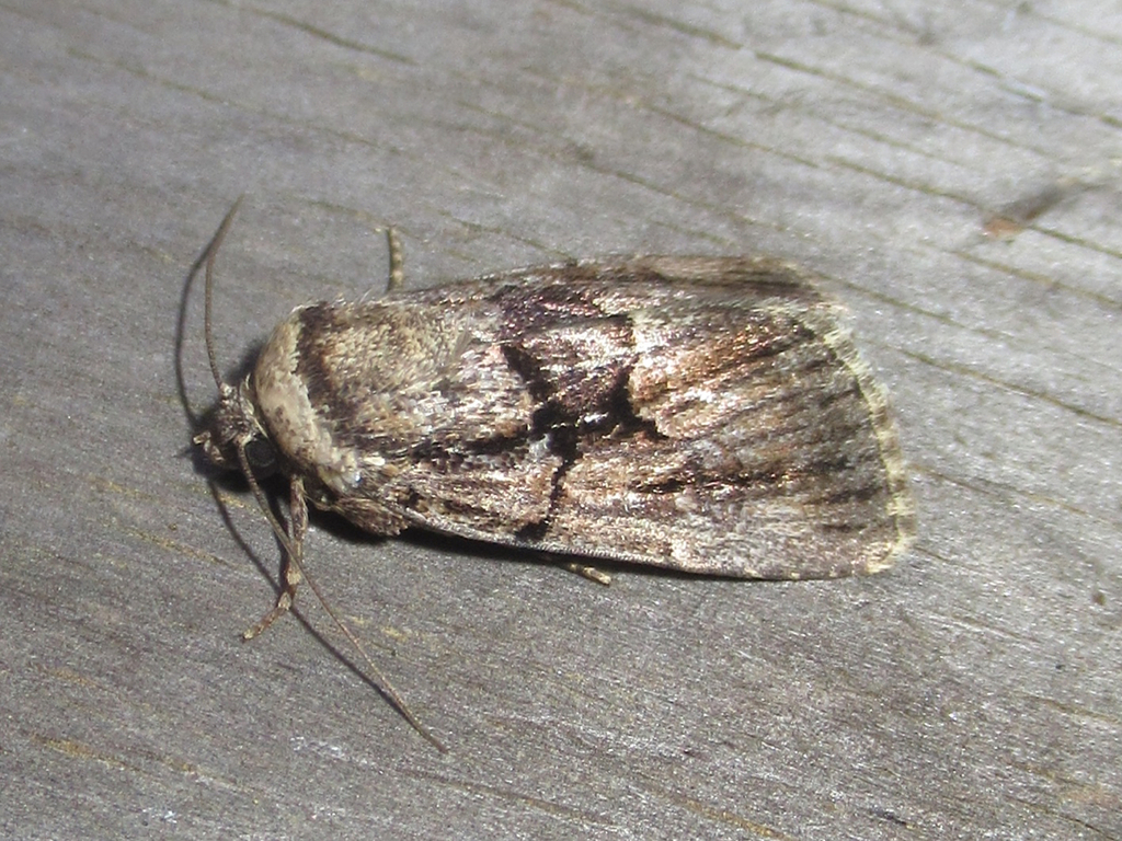 Broad-lined Sallow