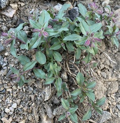 Penstemon harbourii