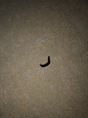 Belocaulus angustipes