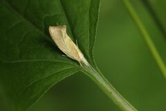 Ypsolopha lucella