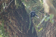 Cyanocorax cyanopogon