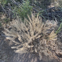 Lepidium perfoliatum