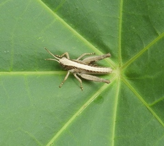 Boopedon flaviventris