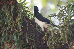 Cyanocorax cyanopogon