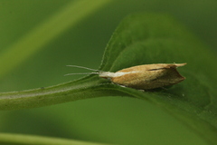 Ypsolopha lucella