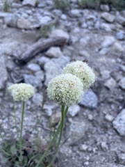 Eriogonum latens