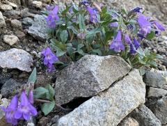 Penstemon harbourii