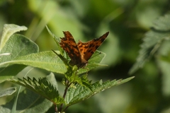 Polygonia c-album