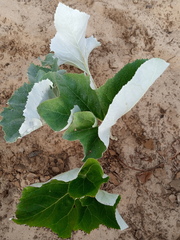 Petasites spurius