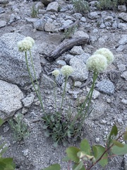 Eriogonum latens