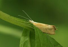 Ypsolopha lucella