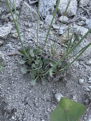 Eriogonum latens