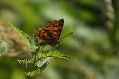 Polygonia c-album