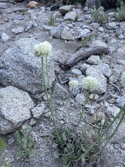Eriogonum latens