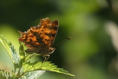 Polygonia c-album