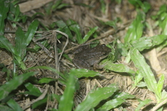 Adenomera hylaedactyla