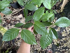 Banisteriopsis caapi