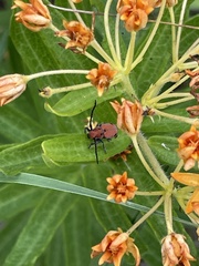 Tetraopes quinquemaculatus