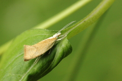 Ypsolopha lucella