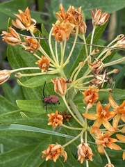 Tetraopes quinquemaculatus