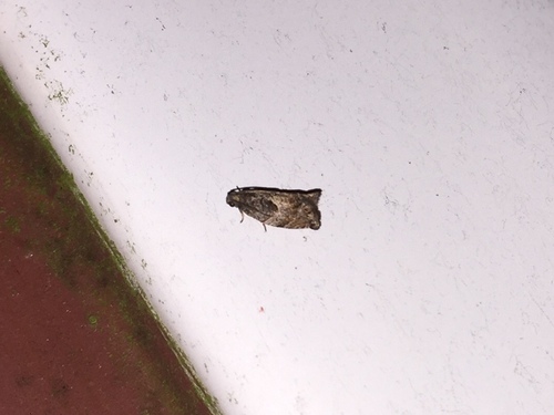 Small Gypsonoma Moth photo 5