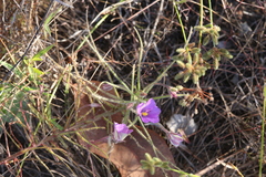 Byblis filifolia