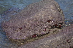 Actinia bermudensis