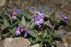 Penstemon harbourii
