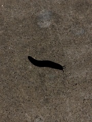 Belocaulus angustipes