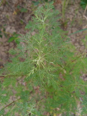 Artemisia abrotanum