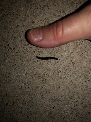 Belocaulus angustipes