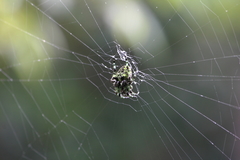 Araneus seminiger