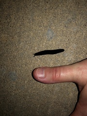 Belocaulus angustipes