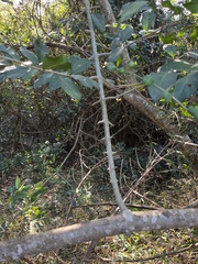 Canthium spinosum