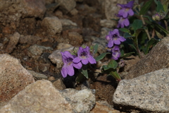 Penstemon harbourii