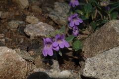 Penstemon harbourii