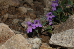 Penstemon harbourii