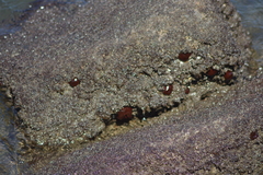 Actinia bermudensis