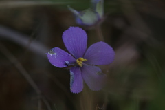 Byblis filifolia