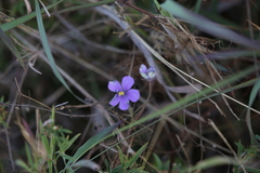 Byblis filifolia