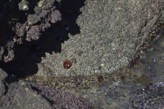 Actinia bermudensis