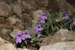 Penstemon harbourii