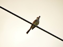 Myiarchus yucatanensis