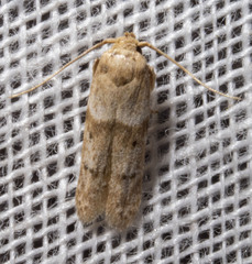 Blastobasis pulchella