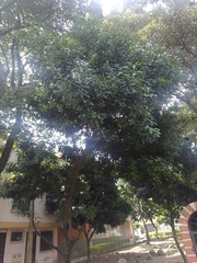 Macadamia integrifolia